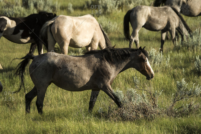 North Dakota, United States of America - July 3, 2016: Wild Horses, Theodore Roosevelt National Park; North Dakota, United States Of America