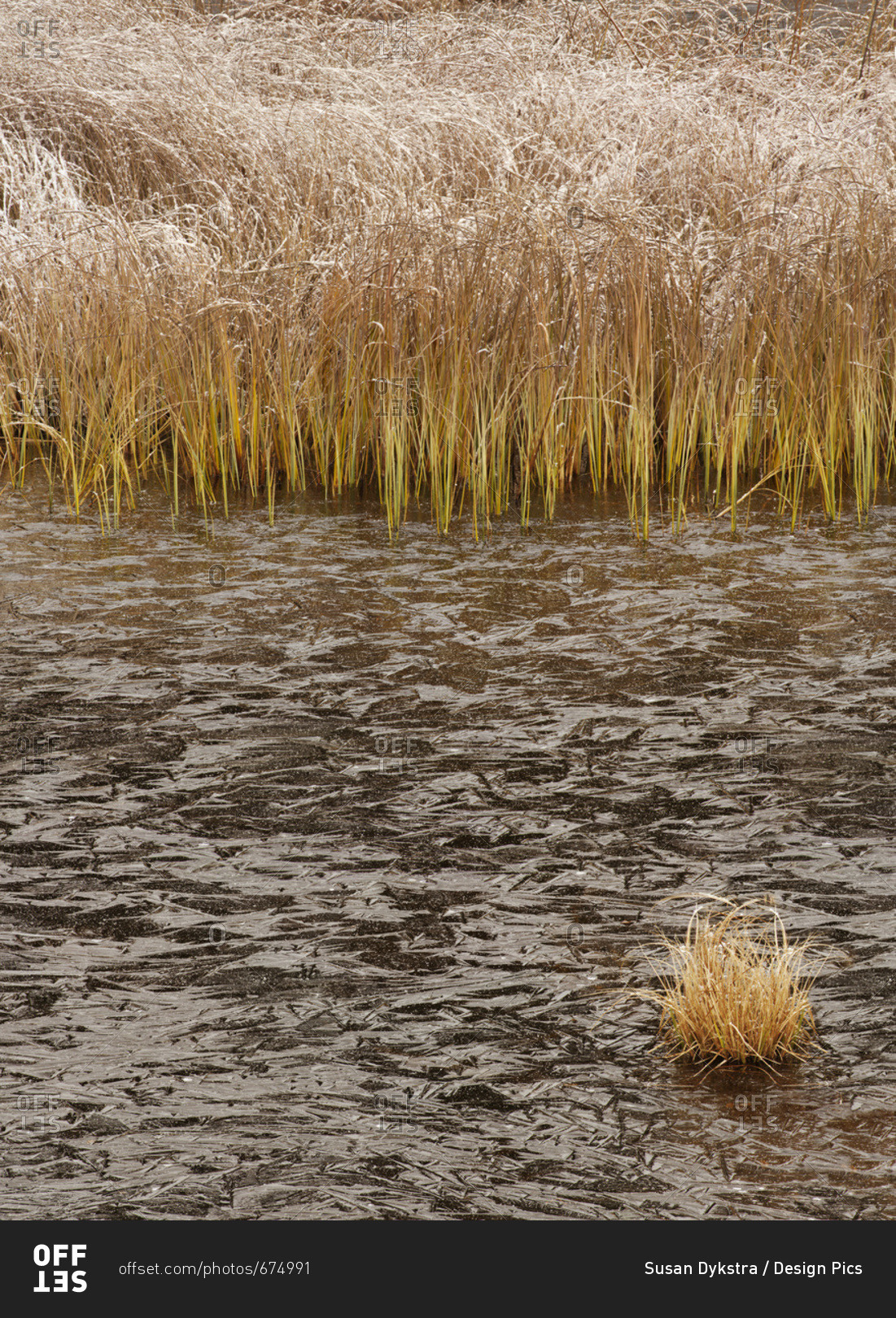 Thunder Bay, Ontario, Canada - October 30, 2015: Frosty Grass With Ice Along A Pond; Thunder Bay, Ontario, Canada