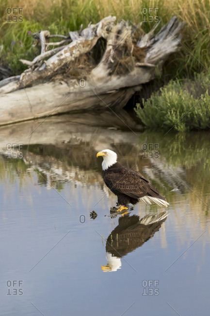 Alaska, United States of America - June 3, 2016: Bald Eagle (Haliaeetus Leucocephalus) Perched In Pond, South-Central Alaska; Alaska, United States Of America