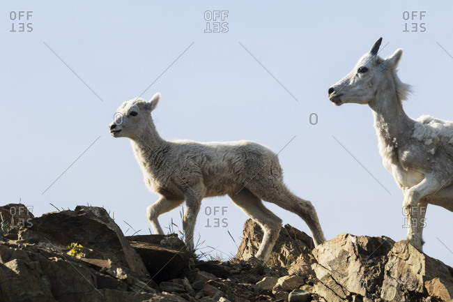 Alaska, United States of America - June 22, 2016: Dall Sheep (Ovis Dalli) Ewe And Lamb South Of Anchorage Near Windy Point At Mile 106 Seward Highway; Alaska, United States Of America