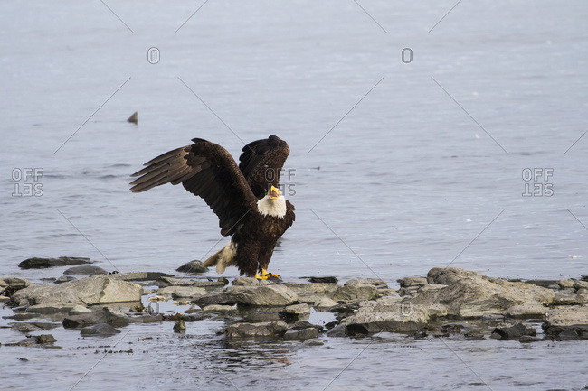 Alaska, United States of America - July 12, 2016: A Mature Bald Eagle (Haliaeetus Leucocephalus) Sits On Shoreline And Fends Off Other Eagle While Fishing For Salmon At The Fish Hatchery, Allison Point, Outside Of Valdez; Alaska, United States Of America