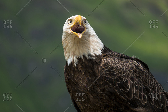 Unalaska, Alaska, United States of America - July 3, 2013: Close Up Of The Head And Beak Of A Bald Eagle (Haliaeetus Leucocephalus) Calling; Unalaska, Alaska, United States Of America