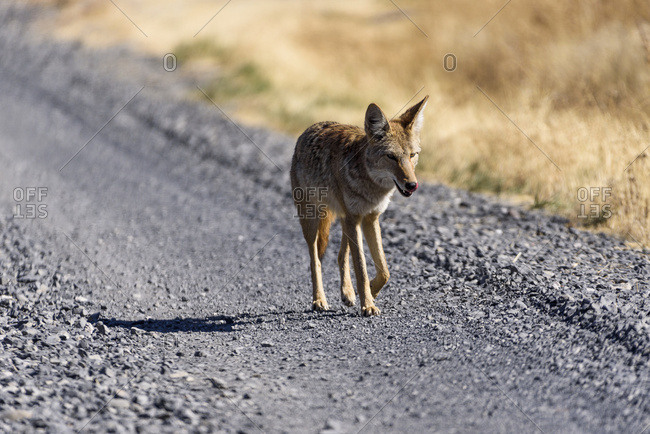 Frenchglen, Oregon, United States of America - September 15, 2016: A Coyote (Canis Latrans) Trots Along The Road In Eastern Oregon; Frenchglen, Oregon, United States Of America