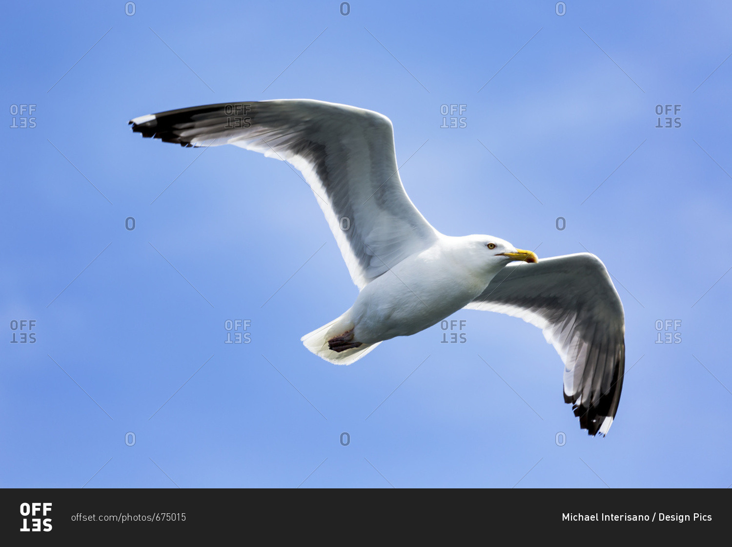Seal Cove, New Brunswick, Canada - August 16, 2016: Close Up Of Seagull In Flight With Blue Sky; Seal Cove, New Brunswick, Canada
