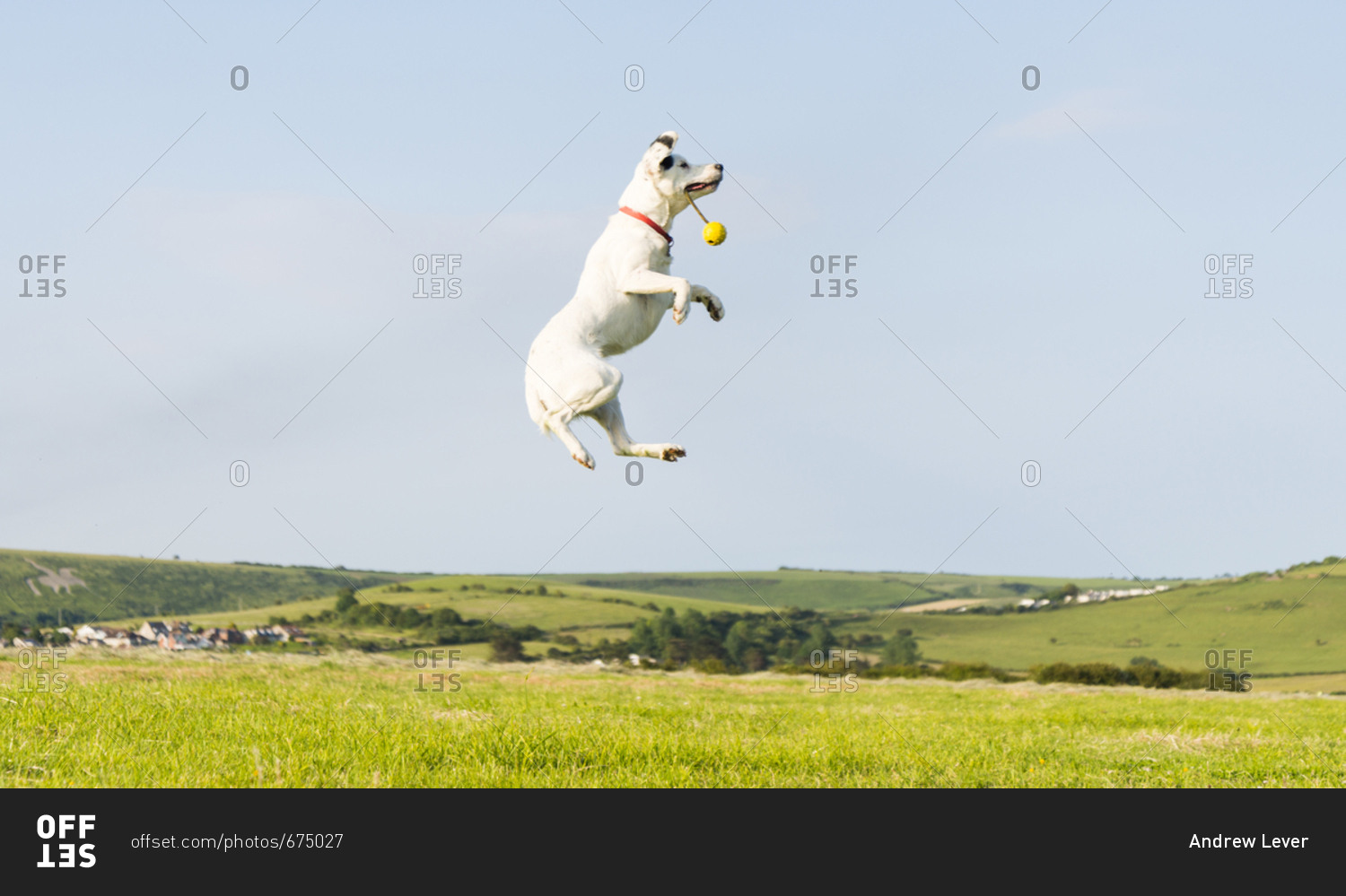 A beautiful white dog jumping in the air to catch his toy stock photo