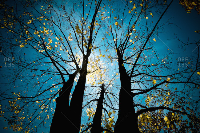Trees with autumn foliage under blue sky