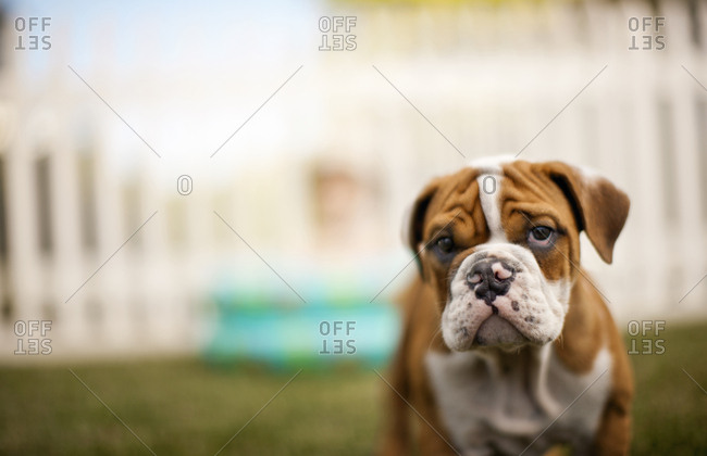 Portrait of a dog standing in his backyard.