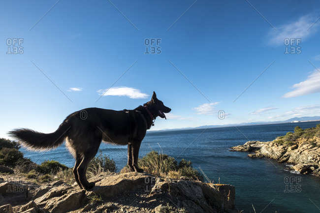 Side view of dog standing on rocks at beach against sea and sky