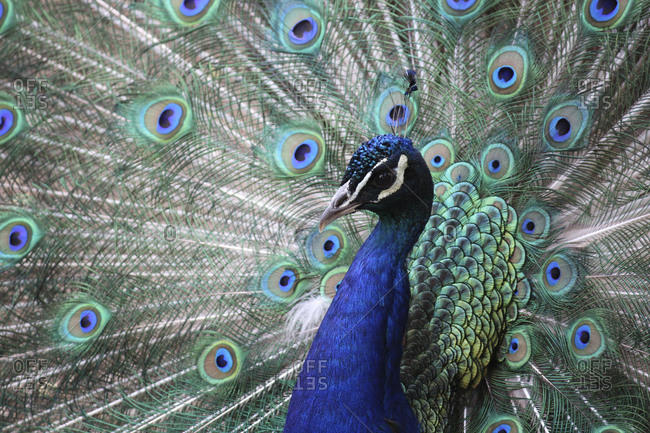 Close-Up of peacock with fanned feathers