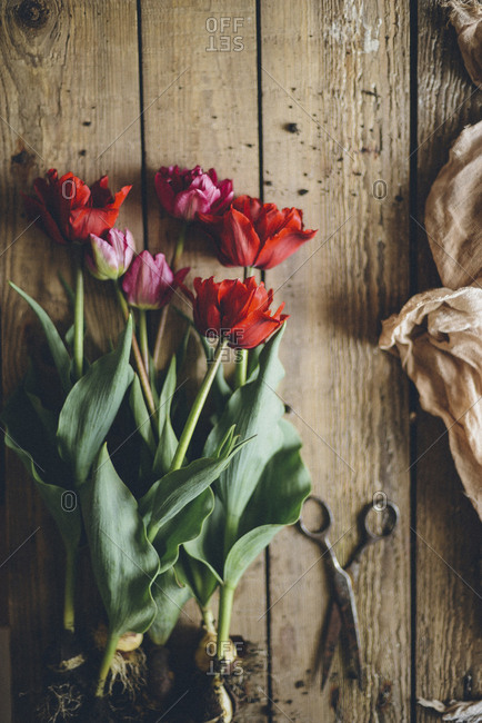 Overhead view of tulips with bulb by scissor on wooden table