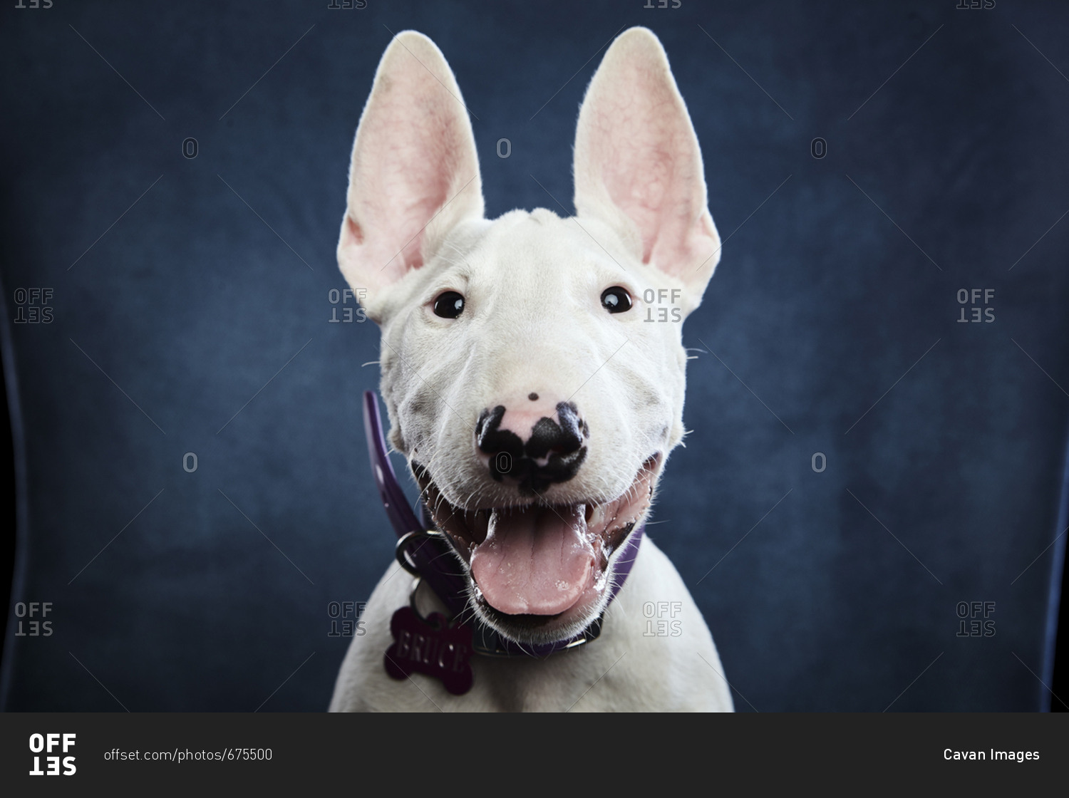 Close-up portrait of dog panting while sitting on chair