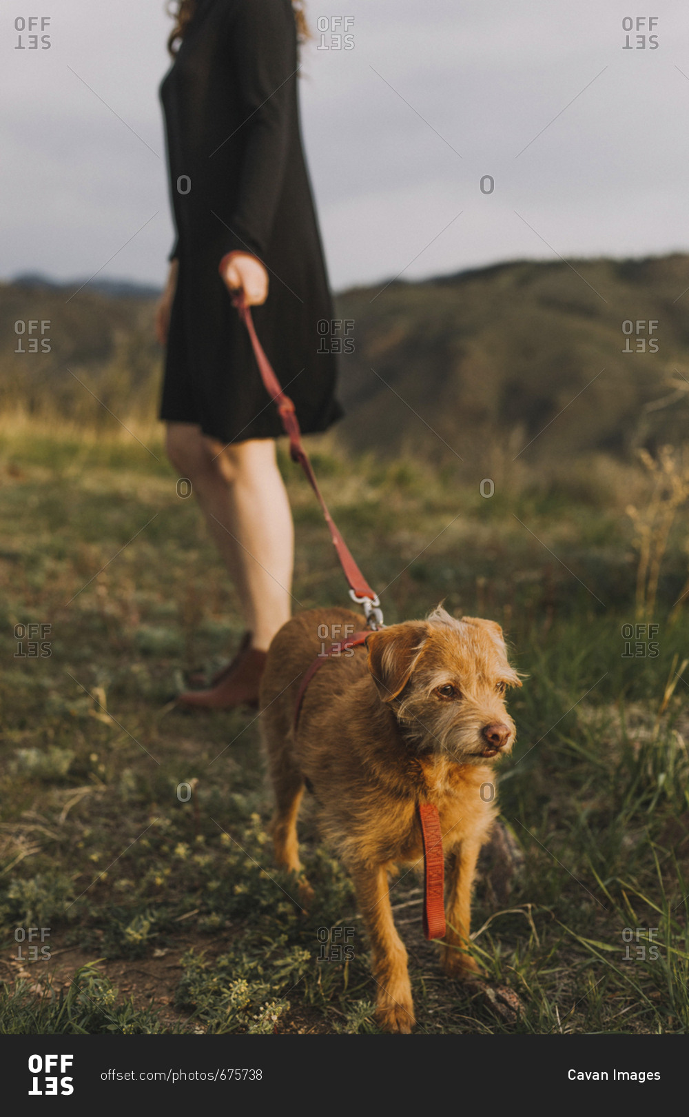 Low section of young woman holding pet leash with dog on field