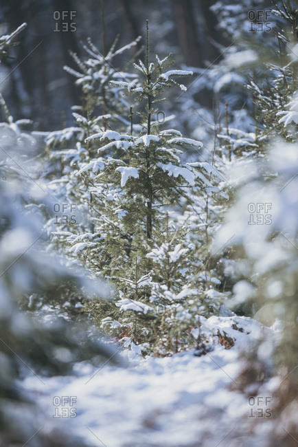 Fir trees in forest covered in snow Shallow depth of field
