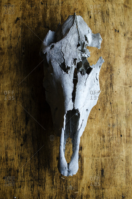 Horse skull on table
