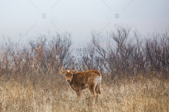 Solitary Texas Longhorn calf standing in a field