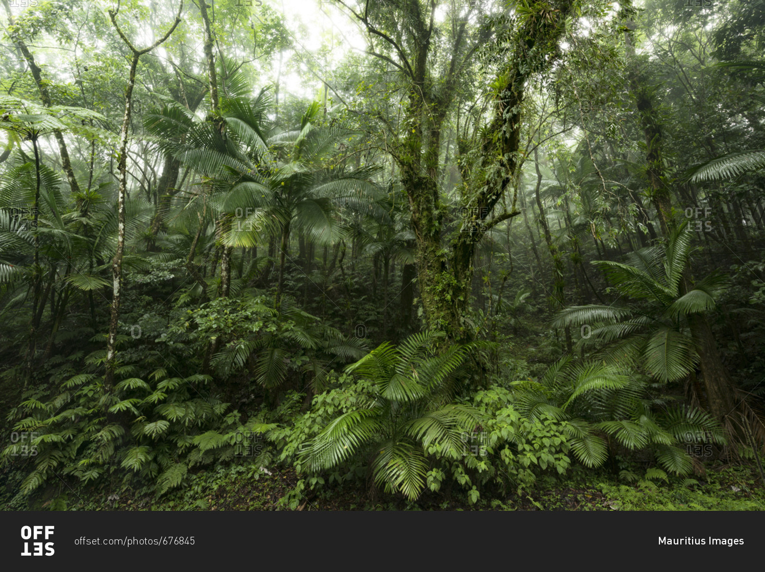 Green jungle scene from the rainforest Yunque on the Caribbean island ...