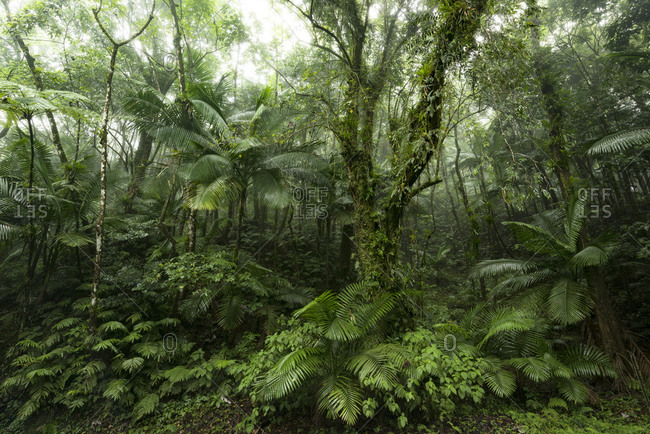 Green jungle scene from the rainforest Yunque on the Caribbean island ...