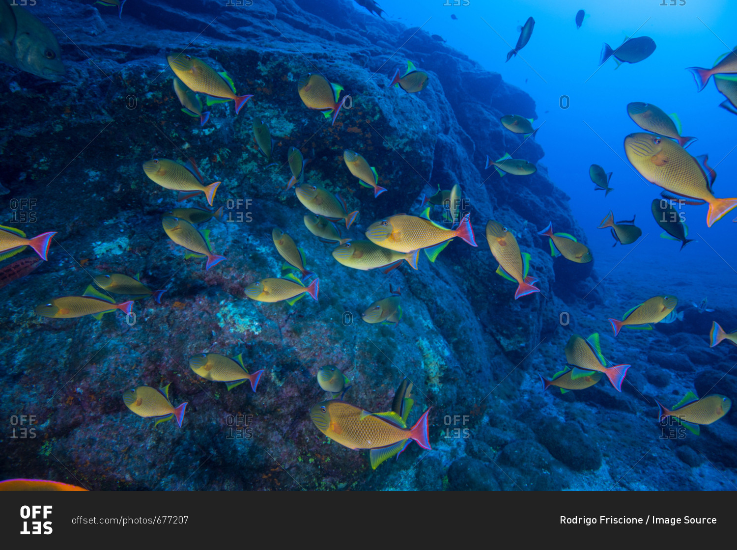 School of yellow fish swimming by seabed rocks, Socorro, Baja California, Mexico