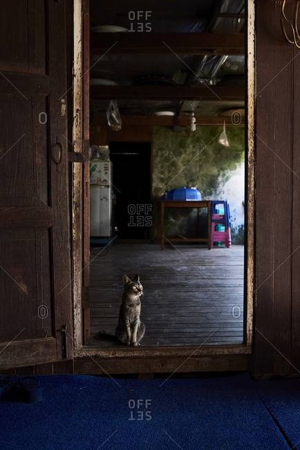 Myanmar- cat siting next to a door