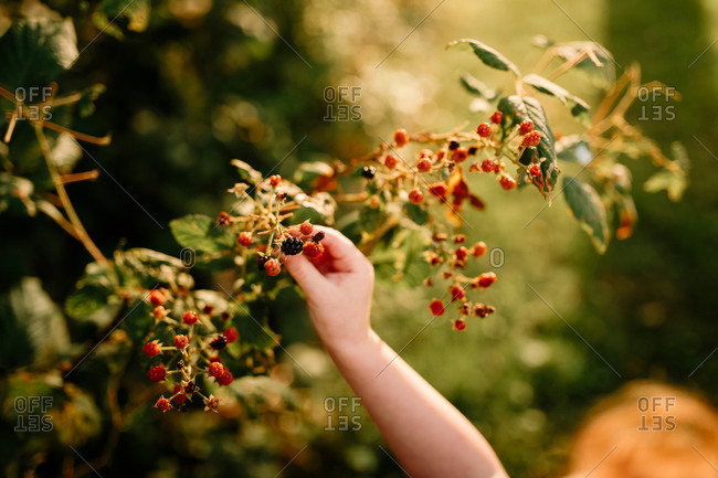Small child's hand picking blackberries on a sunny day