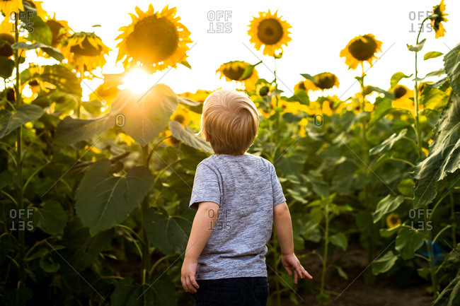 Toddler looking up at sunset through sunflowers