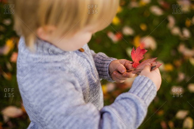 Small child looking at fallen leaf in hands