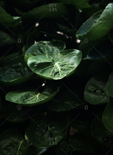 Green leaves of tropical plant