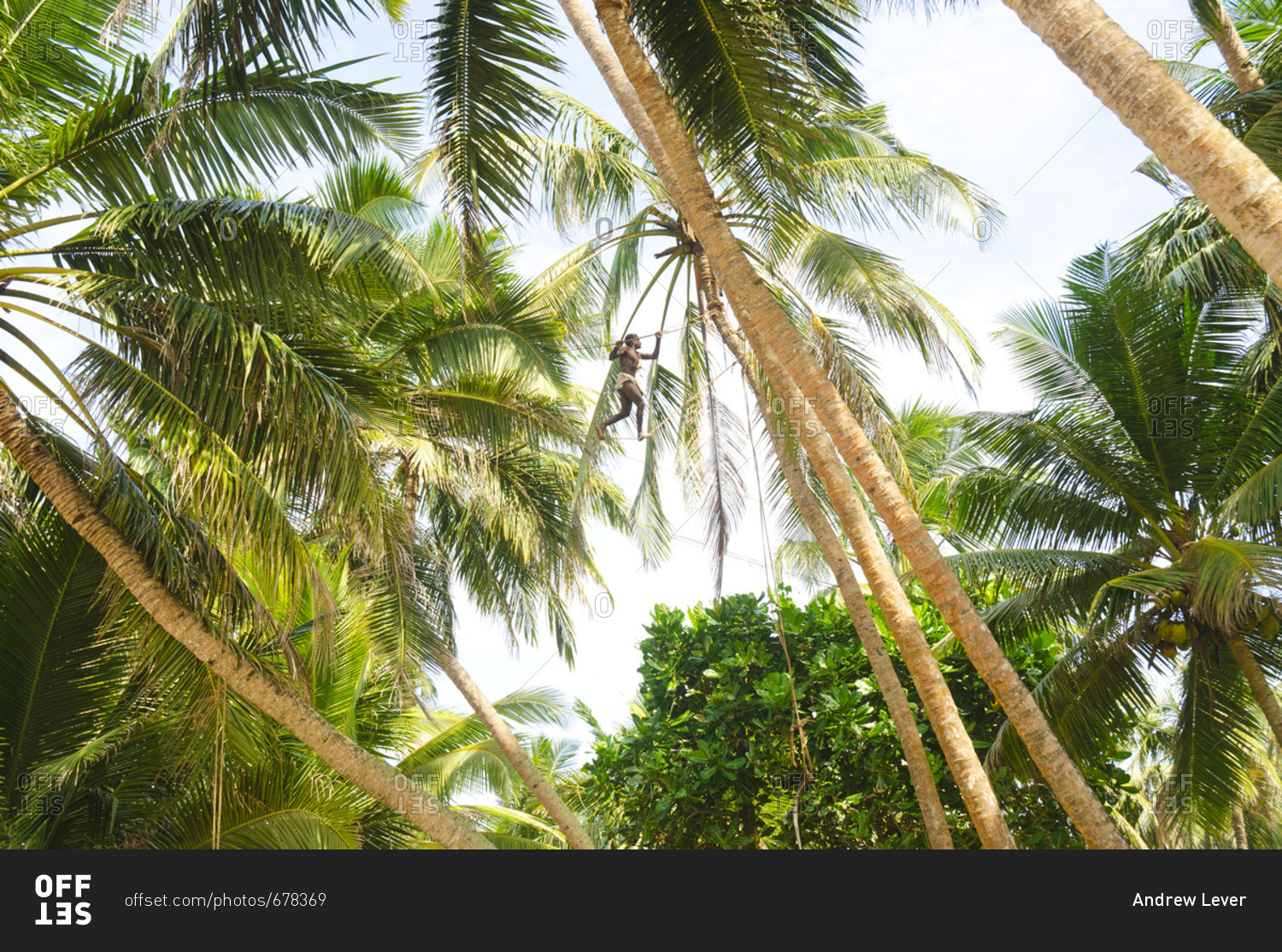 Пальмы шри ланки. Шри Ланка пальмы. Coconut Hill Шри Ланка. Coconut Tree Шри Ланка.
