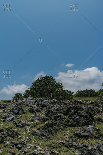 Cacti cluster in Indonesia