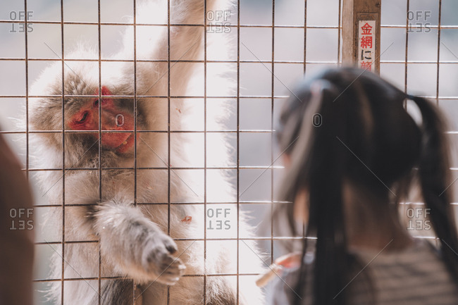 Japanese Macaques reaching into get food from little girl at Iwatayama Monkey Park