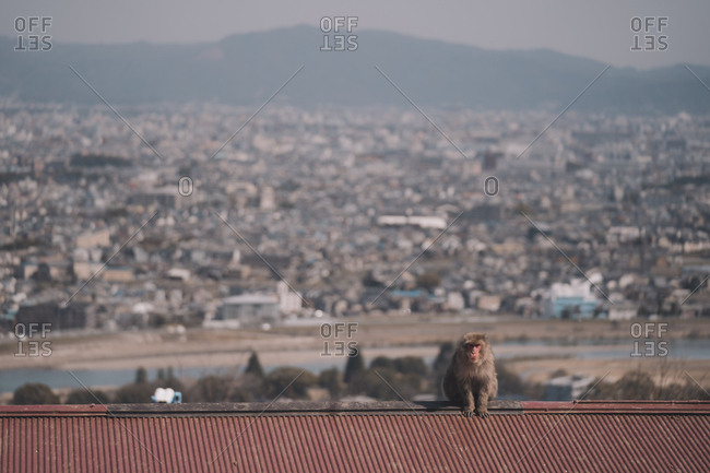 Japanese Macaque sitting on rooftop with city of Kyoto spread out below in background