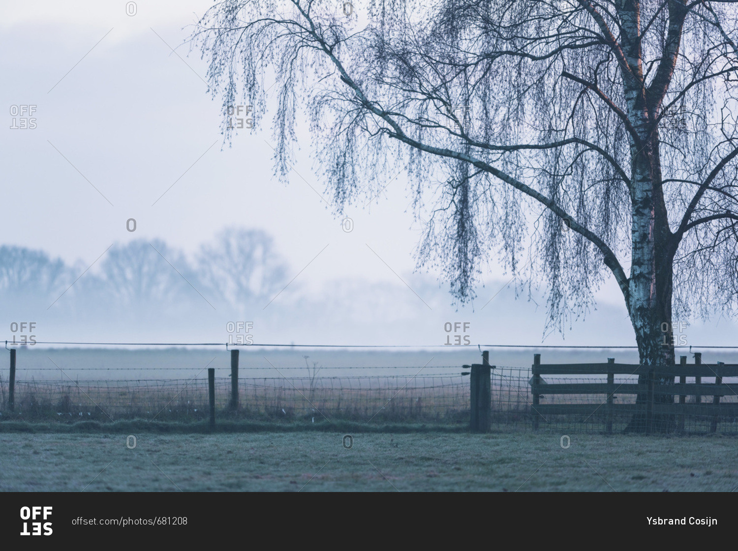 Birch tree and fence in countryside in mist stock photo - OFFSET