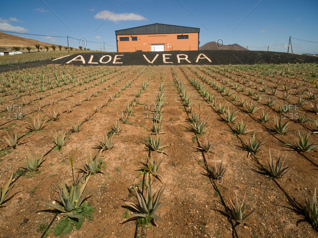 FUERTEVENTURA, CANARY ISLANDS - 18 February 2018 : Aerial view of Aloe-vera plantation in Fuerteventura, Canary Islands.
