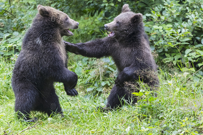 Germany- Bavarian Forest National Park- animal Open-air site Neuschoenau- brown bear- Ursus arctos- young animals playing