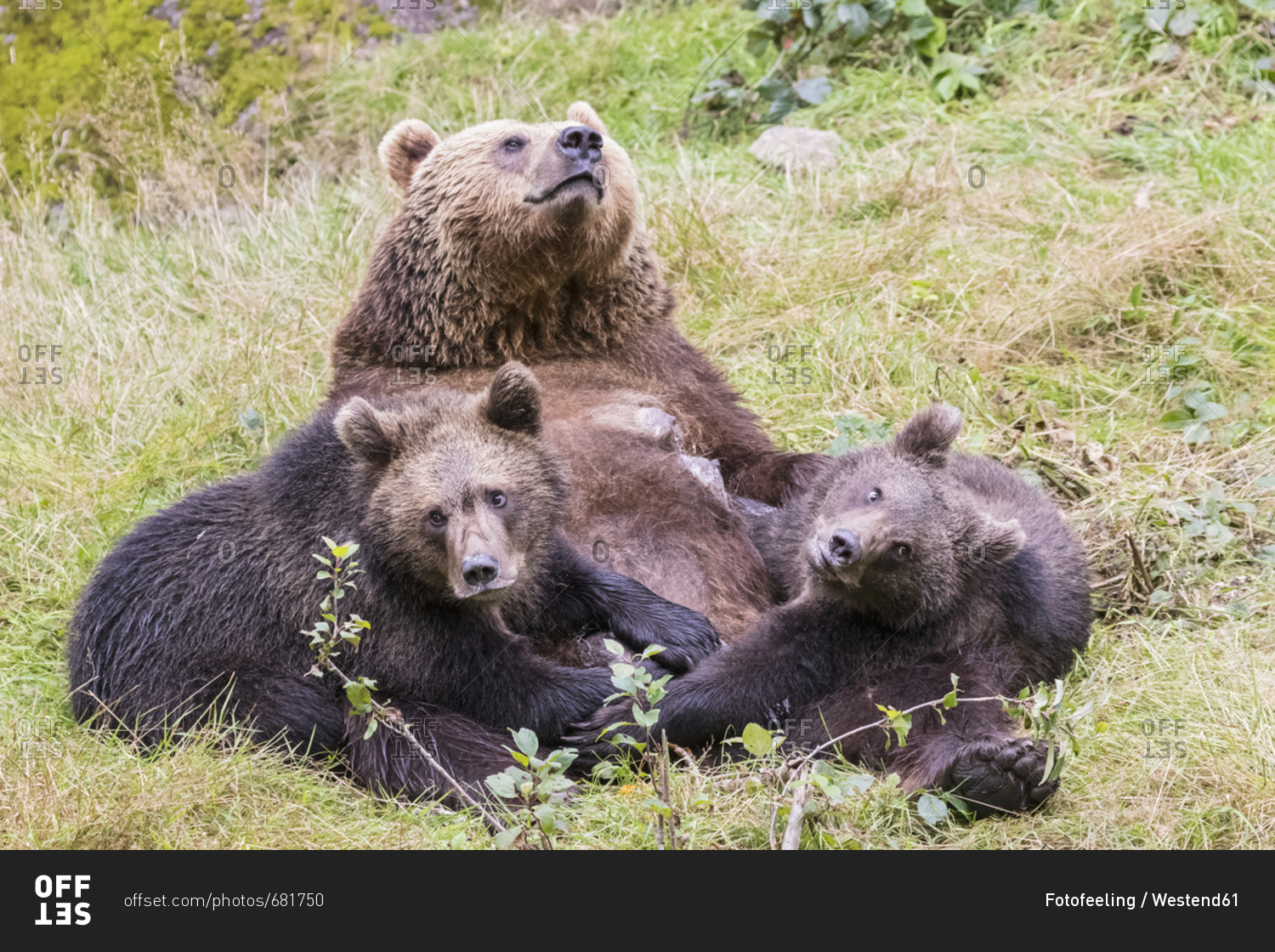 Germany- Bavarian Forest National Park- animal Open-air site Neuschoenau- brown bear- Ursus arctos- mother animal with young animals- feeding