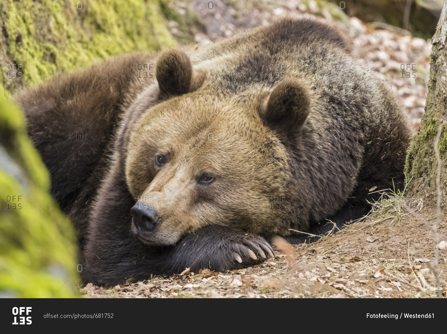 Germany- Bavarian Forest National Park- animal Open-air site Neuschoenau- brown bear- Ursus arctos- young animal lying