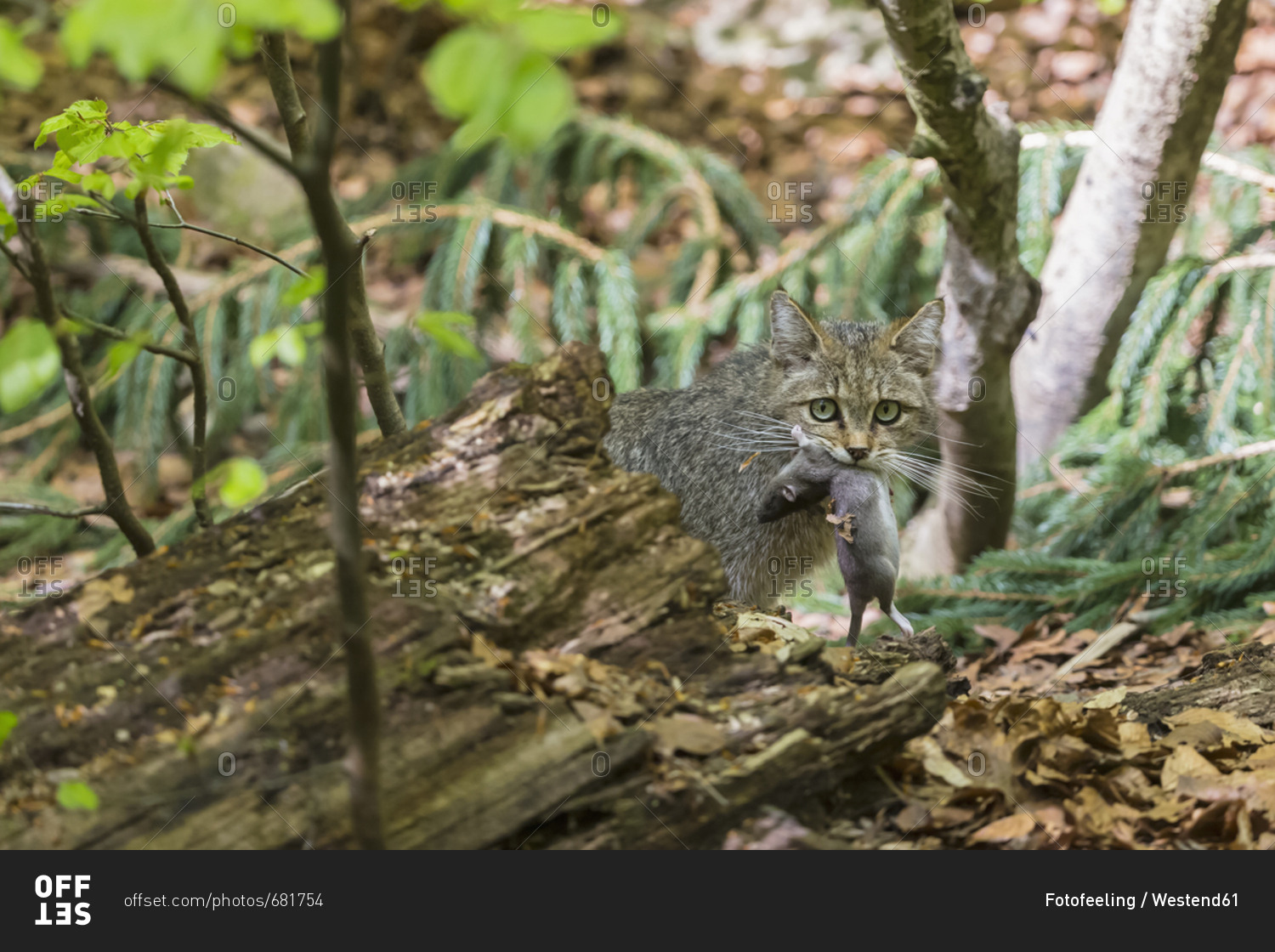 Germany- Bavarian Forest National Park- animal Open-air site Neuschoenau- wild cat- Felis silvestris- with prey