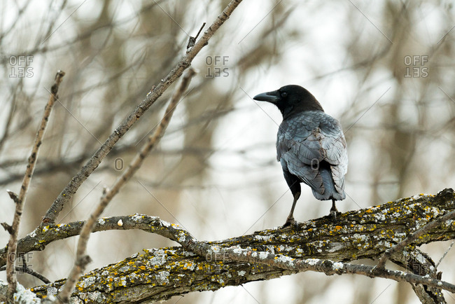 American crow perched on a tree branch at a Minnesota nature park