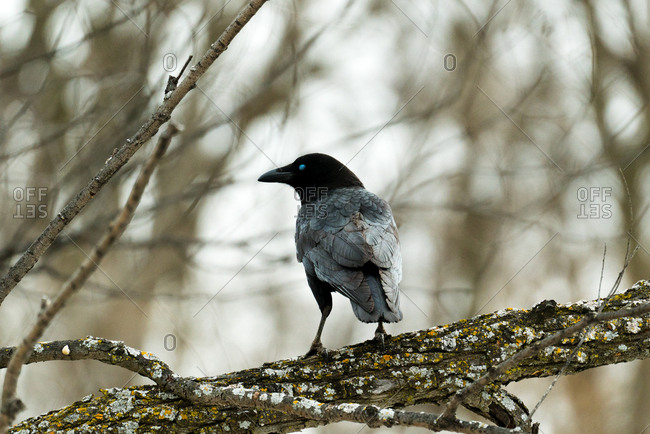 American crow perched on a tree branch