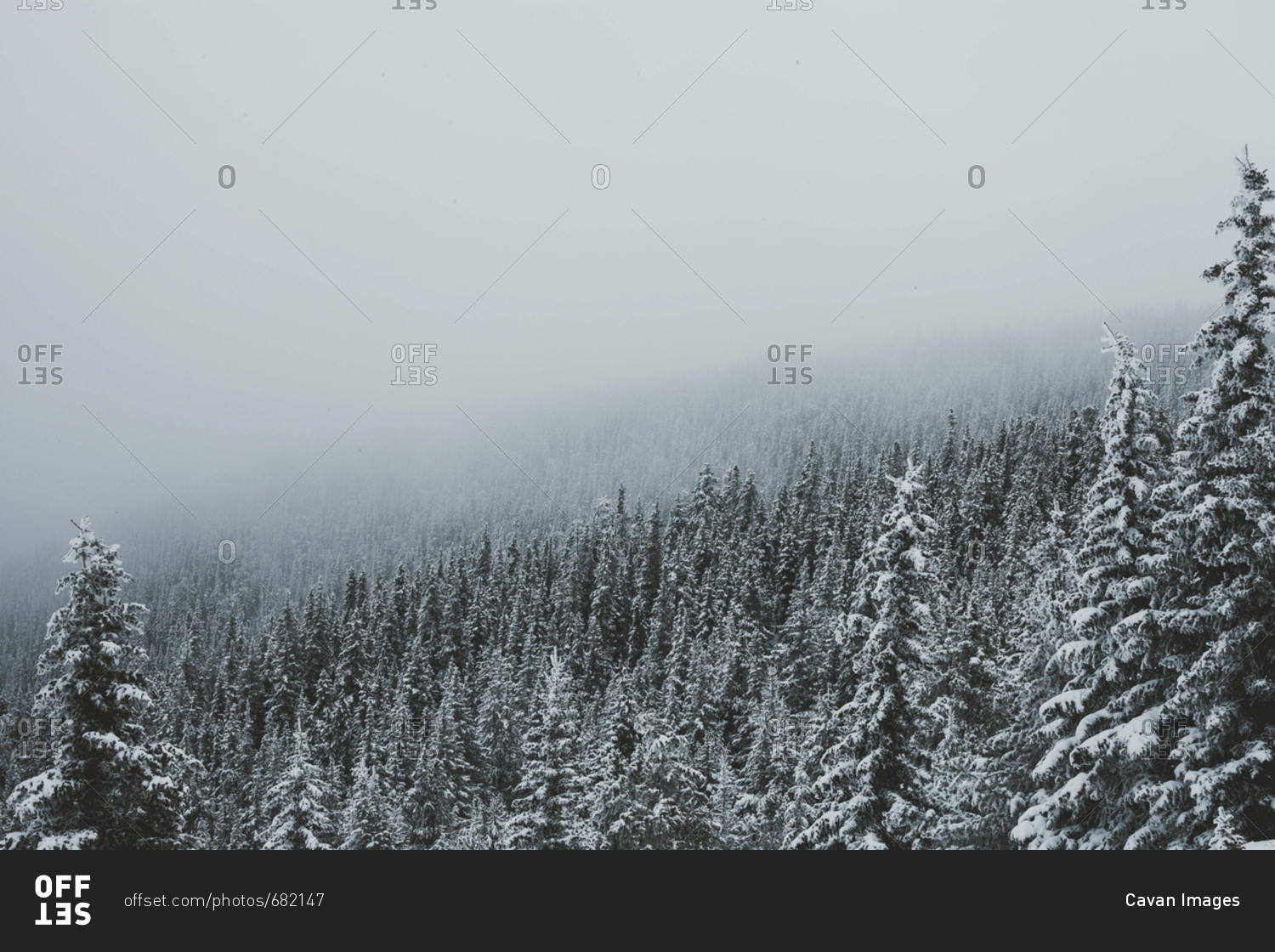 Scenic view of trees growing on mountain during foggy weather