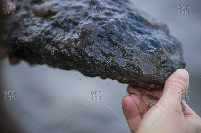 Close up of female anglers hands reading rock for insects on edge of Colorado River, Silverthorne, Colorado, USA