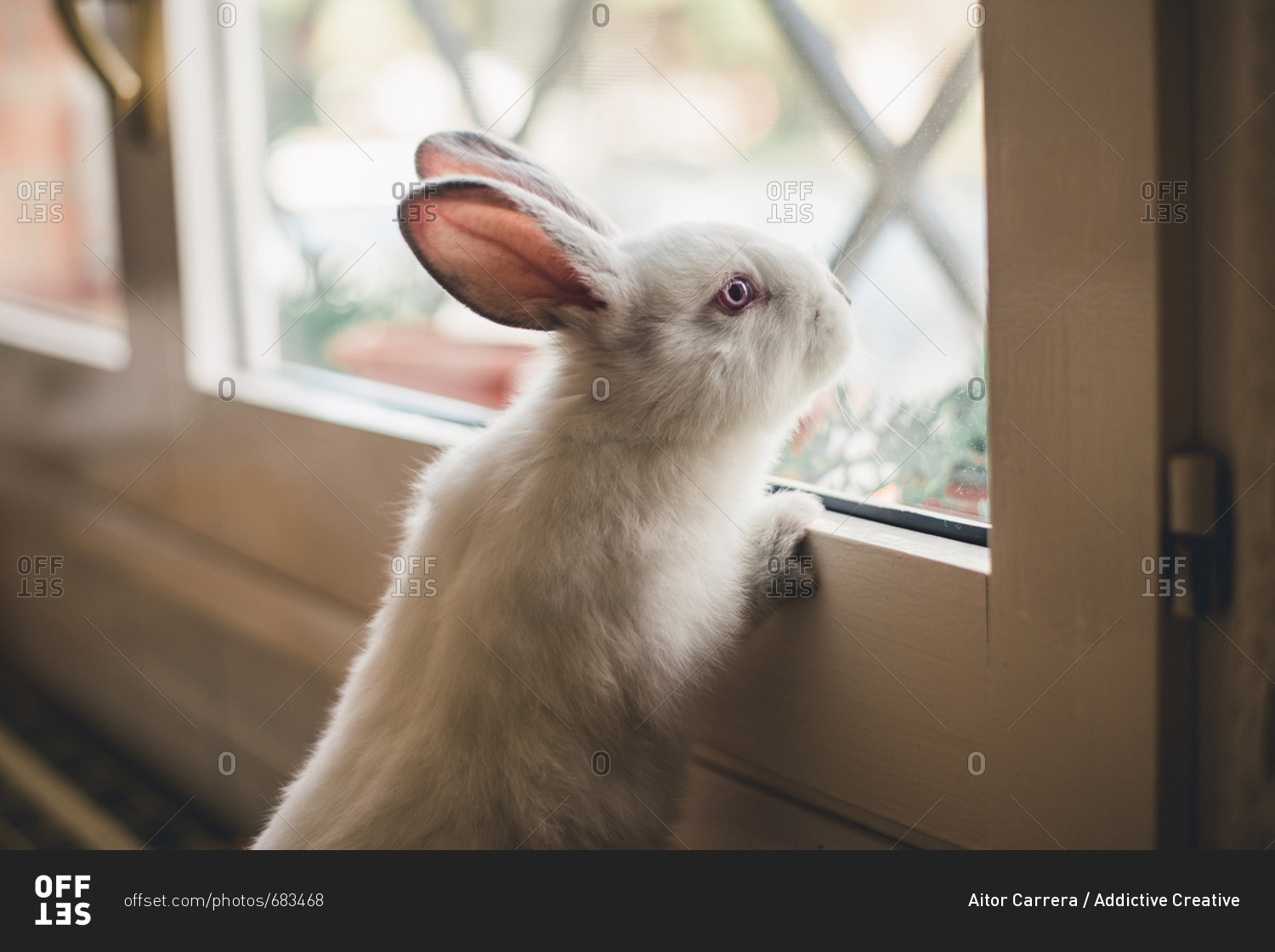 White little bunny looking at window