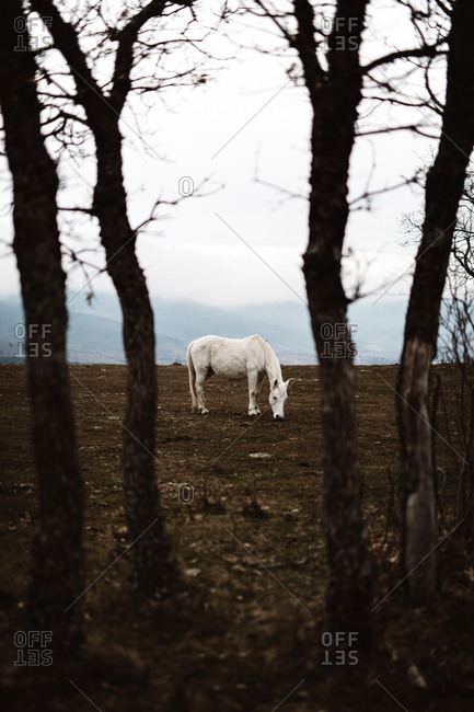 White horse in hillside