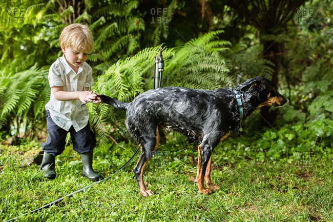 Boy washing dog