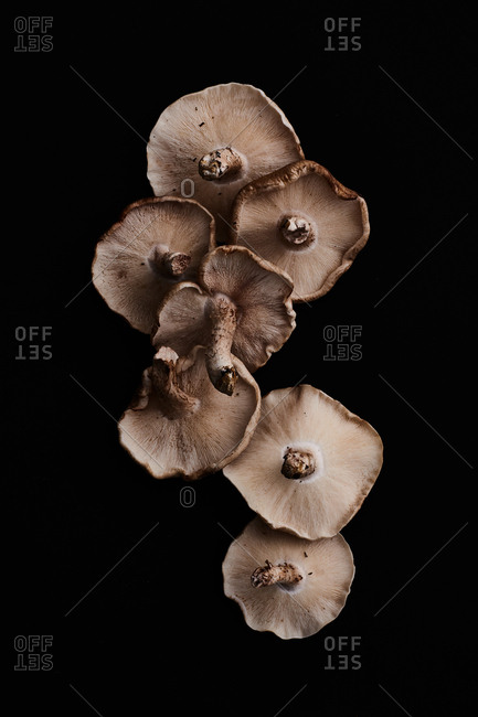 Bundle of shiitake mushrooms on dark backdrop