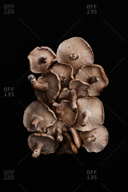 Underside of pile of shitake mushrooms