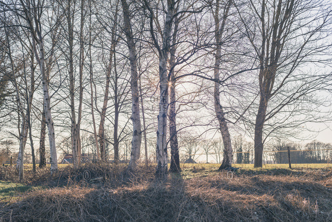 Winter birch trees backlit by low sun
