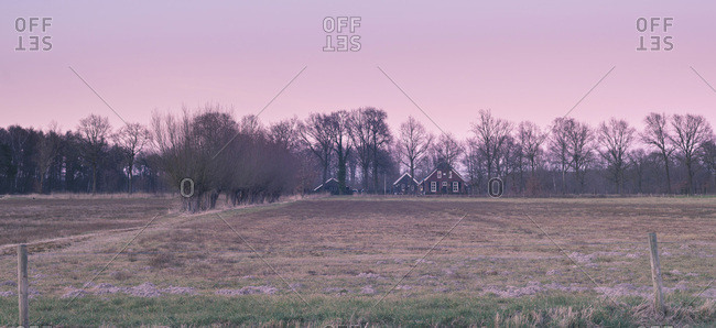 Pasture with winter trees and pollard willows under pink sunset sky