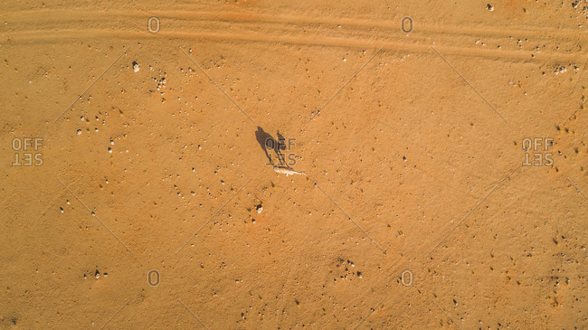Aerial view of a camel in the desert of Sharjah, UAE