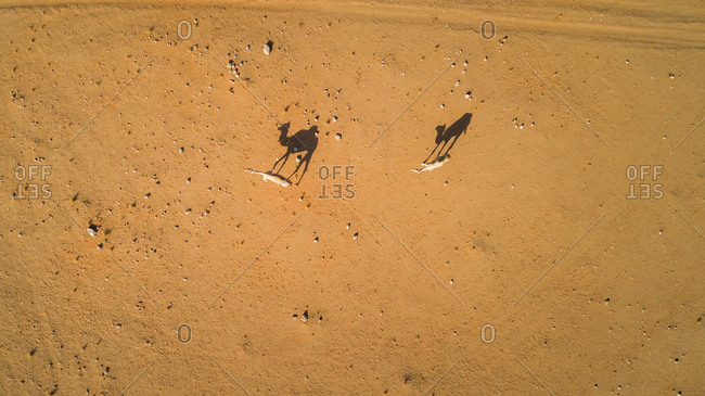 Aerial view of a couple of camels in the desert of Sharjah, UAE